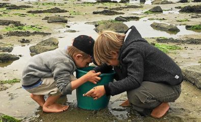 Baie de Morlaix (29). Marée basse , grande marée, pêche à pied , enfants pêcheurs , partie de pêche , sable , rochers