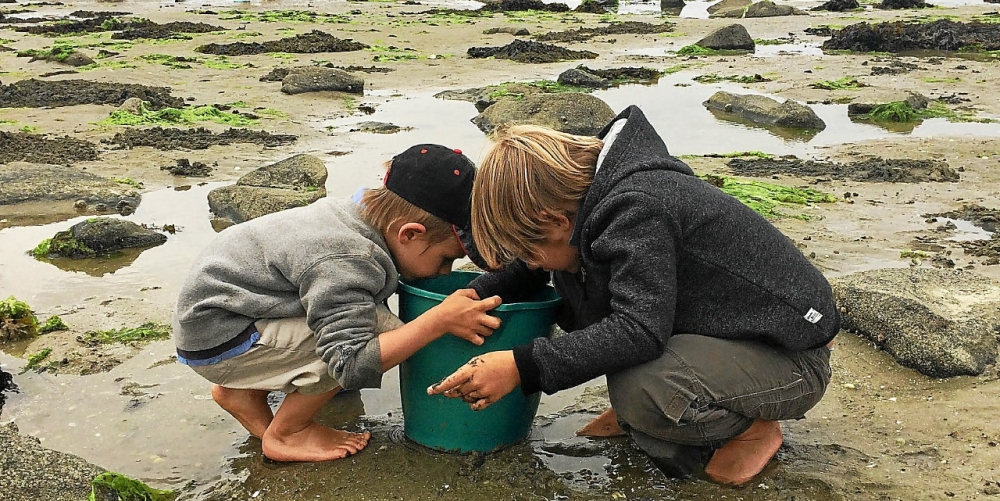 Baie de Morlaix (29). Marée basse , grande marée, pêche à pied , enfants pêcheurs , partie de pêche , sable , rochers